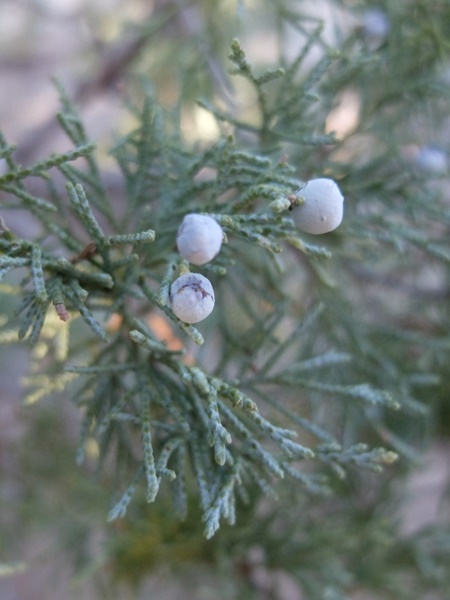 Juniperus deppeana